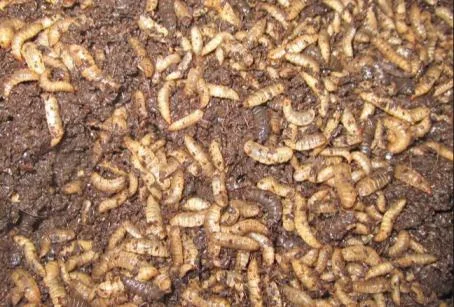 黑水虻图片