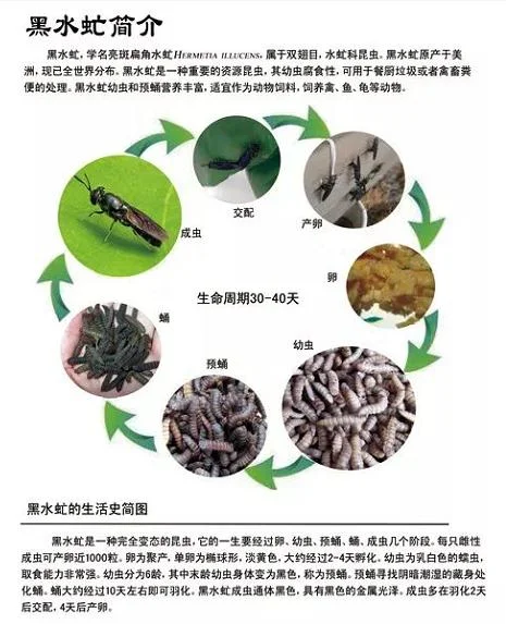 黑水虻图片